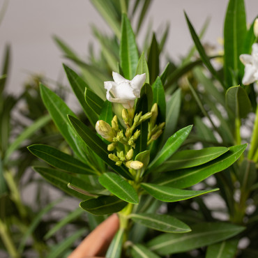 Oleander Biały | Duży