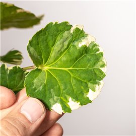 Polyscias Balfouriana