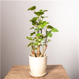 Polyscias Balfouriana