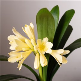 Kliwia 'Citrina'