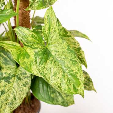 Syngonium 'Mottled Mojito' | Na pniu