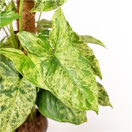 Syngonium 'Mottled Mojito' | Na pniu