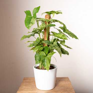 Syngonium 'Mottled Mojito' | Na pniu