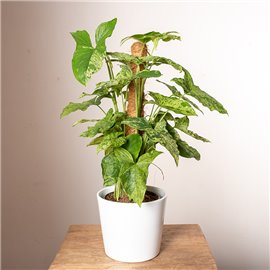 Syngonium 'Mottled Mojito' | Na pniu