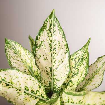 Aglonema 'White Star'