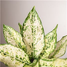 Aglonema 'White Star'