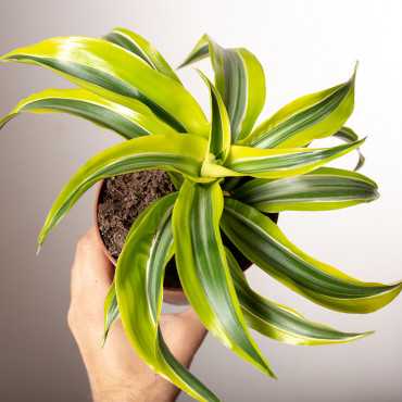Dracena 'Lemon Surprise'