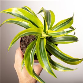 Dracena 'Lemon Surprise'