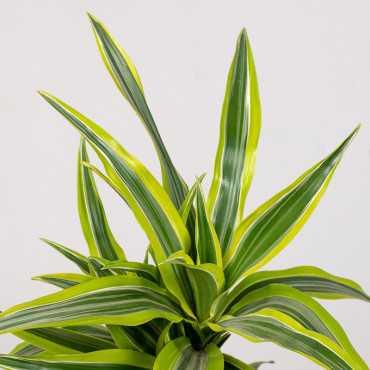 Dracena 'Lemon Lime' | 2 pędy