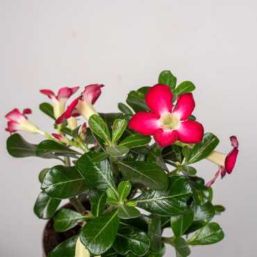 Adenium 'Anouk'