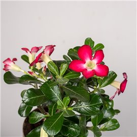 Adenium 'Anouk'