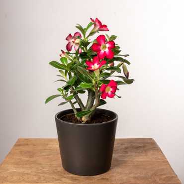 Adenium 'Anouk'