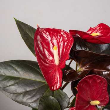 Anturium 'Delicata'