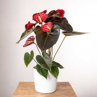 Anturium 'Delicata'