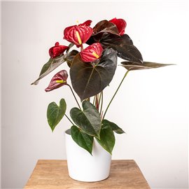 Anturium 'Delicata'