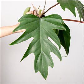 Filodendron Mayoi