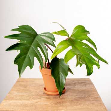 Filodendron Mayoi