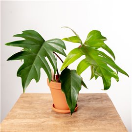 Filodendron Mayoi