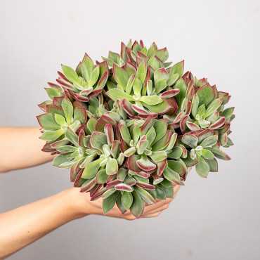 Eszewieria 'Devotion'