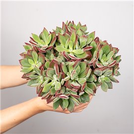 Eszewieria 'Devotion'