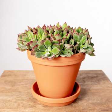 Eszewieria 'Devotion'