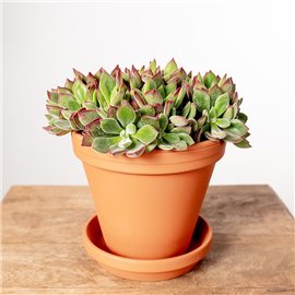 Eszewieria 'Devotion'