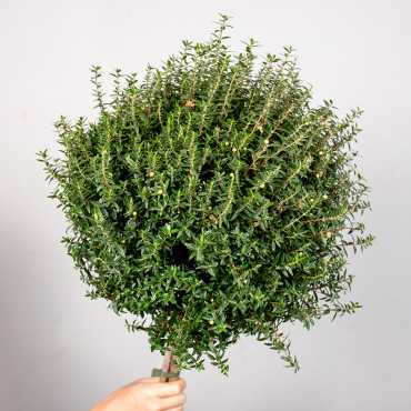 Mirt na pniu | Duży