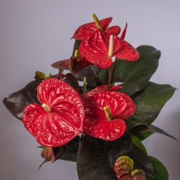 Anturium 'Coral Champion'