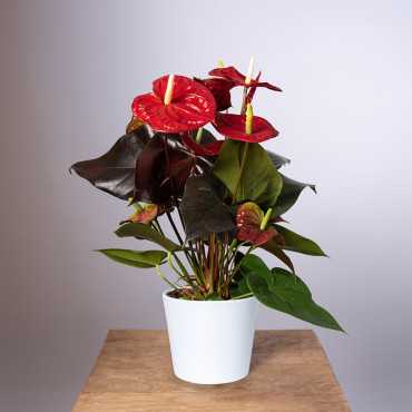 Anturium 'Coral Champion'