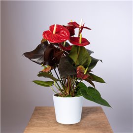 Anturium 'Coral Champion'