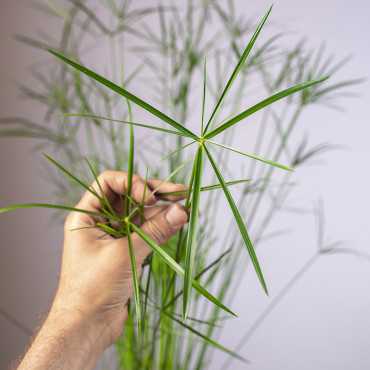 Papirus Cyperus 'Gracilis' | Duży