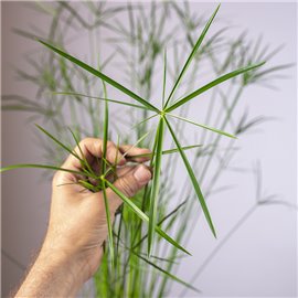 Papirus Cyperus 'Gracilis' | Duży