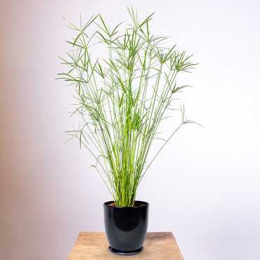 Papirus Cyperus 'Gracilis' | Duży