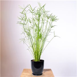 Papirus Cyperus 'Gracilis' | Duży