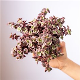 Grubosz marginalis 'Variegata'