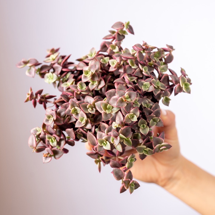 Grubosz marginalis 'Variegata'
