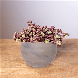 Grubosz marginalis 'Variegata'