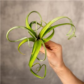 Oplątwa 'Curly Slim'