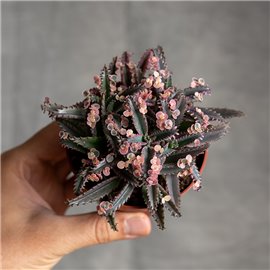 Żyworódka wąskolistna 'Pink Butterfly'