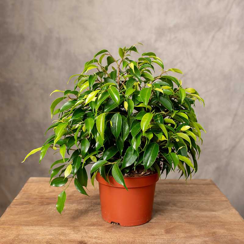 Fikus 'Green Kinky'