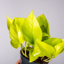 Epipremnum 'Neon' | Tomaszewski