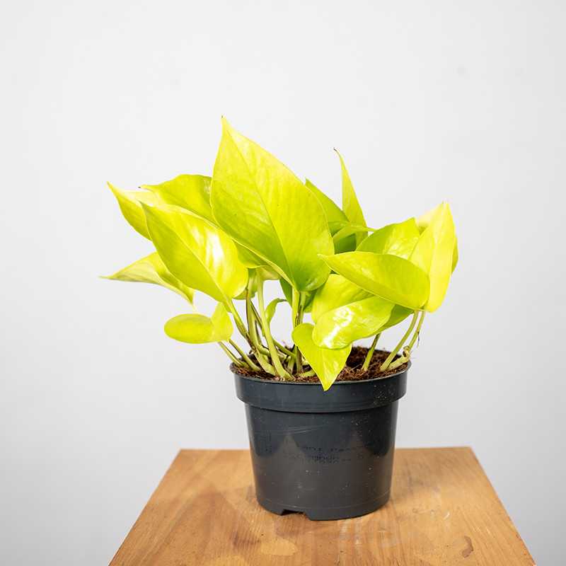 Epipremnum 'Neon'