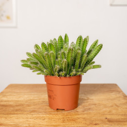 Hylocereus undatus Pitaja | Tomaszewski