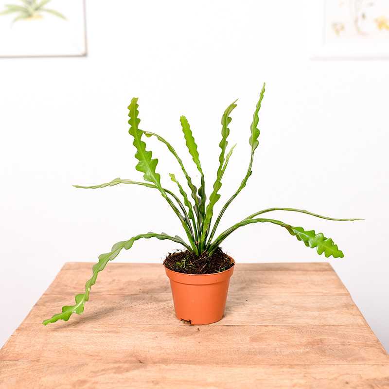 Kaktus zygzak Epifyllum