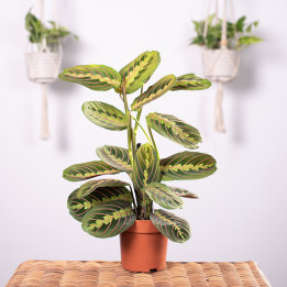Maranta | Tomaszewski