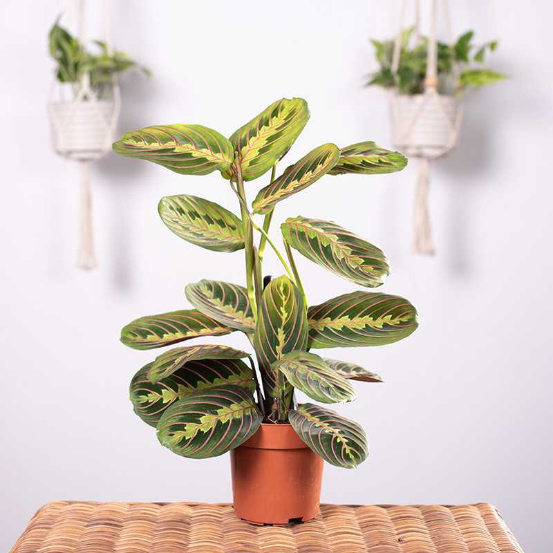 Maranta