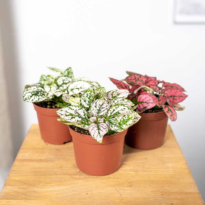 Hypoestes 3 szt.