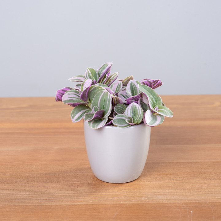 Trzykrotka 'Quadricolor'