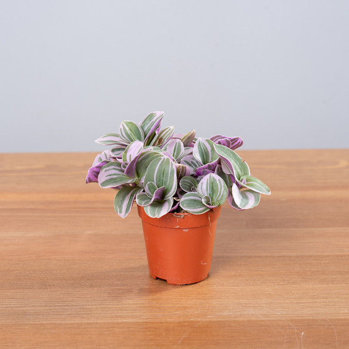 Trzykrotka 'Quadricolor'