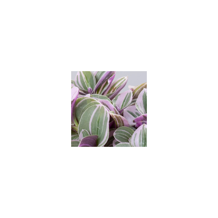 Trzykrotka 'Quadricolor'